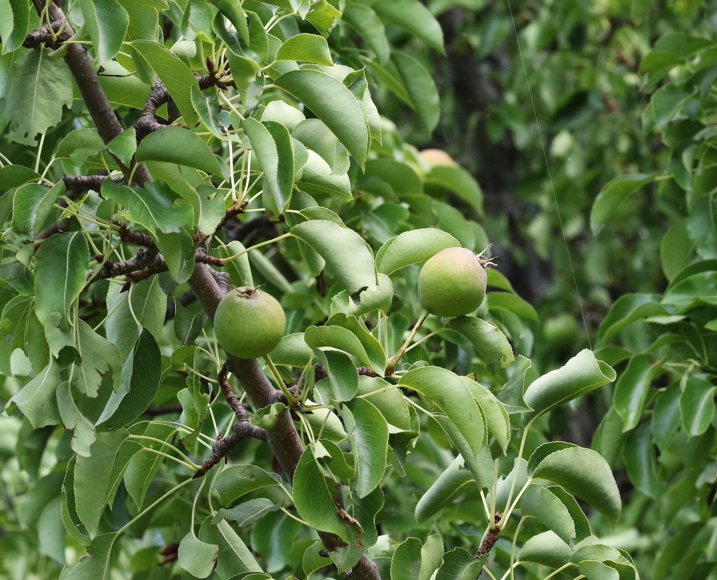 Image of Pyrus pyraster specimen.