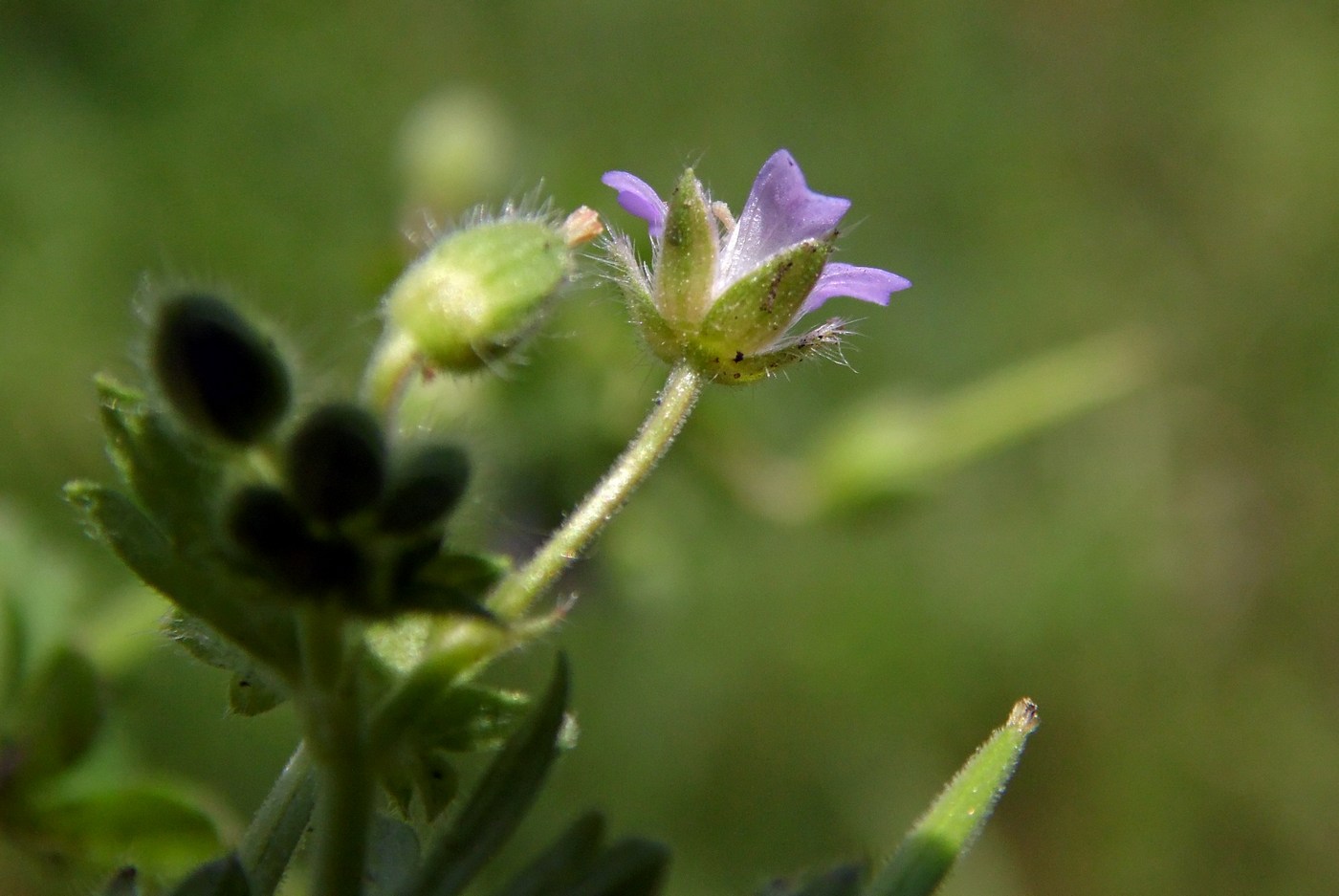 Изображение особи Geranium pusillum.