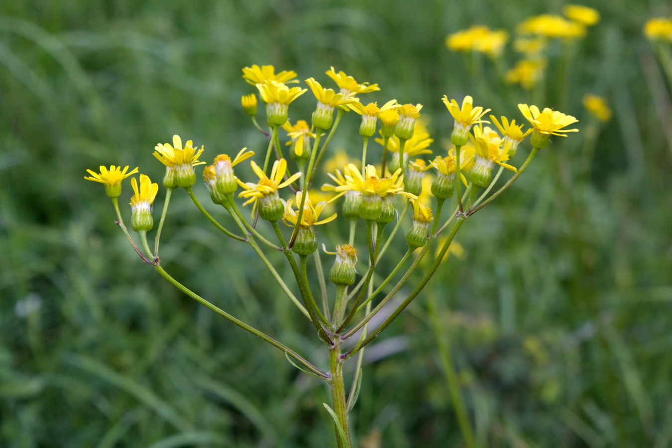 Изображение особи Tephroseris subfloccosa.