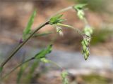 Silene nutans. Верхушка побега с нераспустившимся соцветием. Ленинградская обл., Кингисеппский р-н, Кургальский п-ов, берег оз. Липовское, каменистый склон на окраине соснового леса. 19.05.2019.