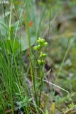 Scheuchzeria palustris