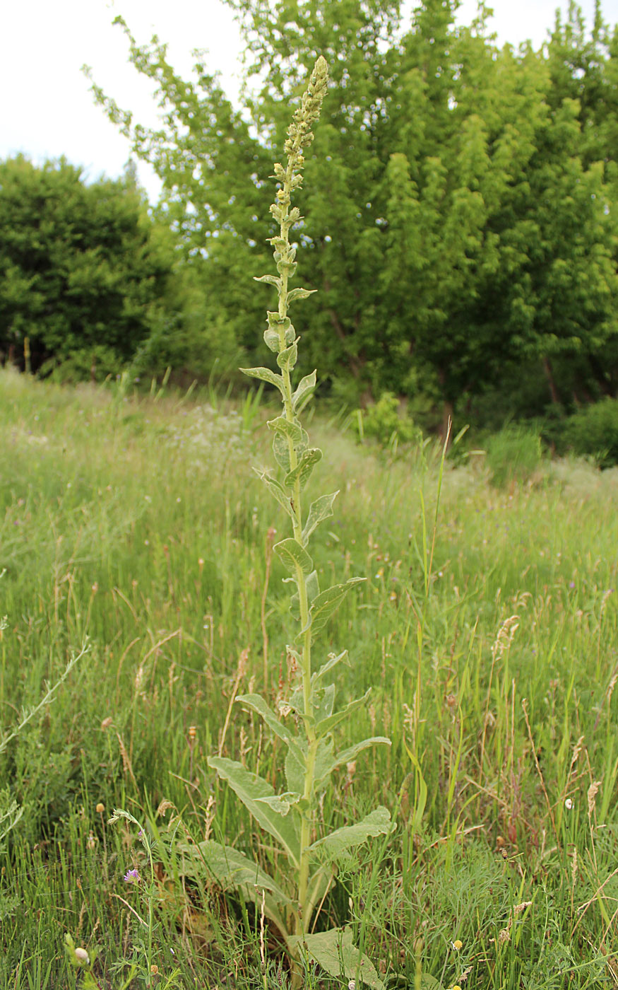 Изображение особи род Verbascum.