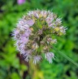 Allium nutans