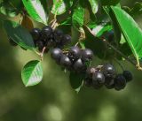 &times; Sorbaronia mitschurinii