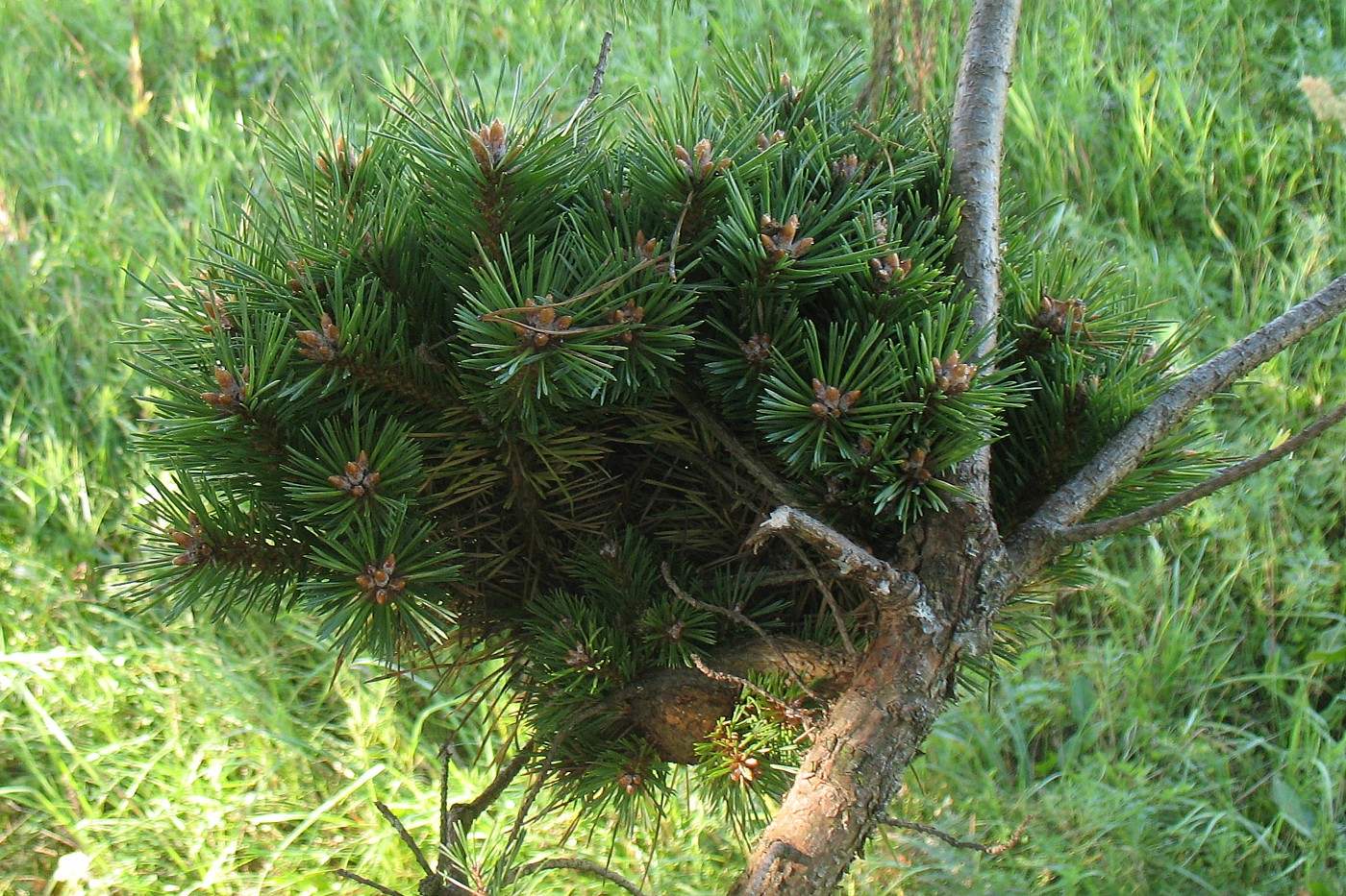 Image of Pinus sylvestris specimen.