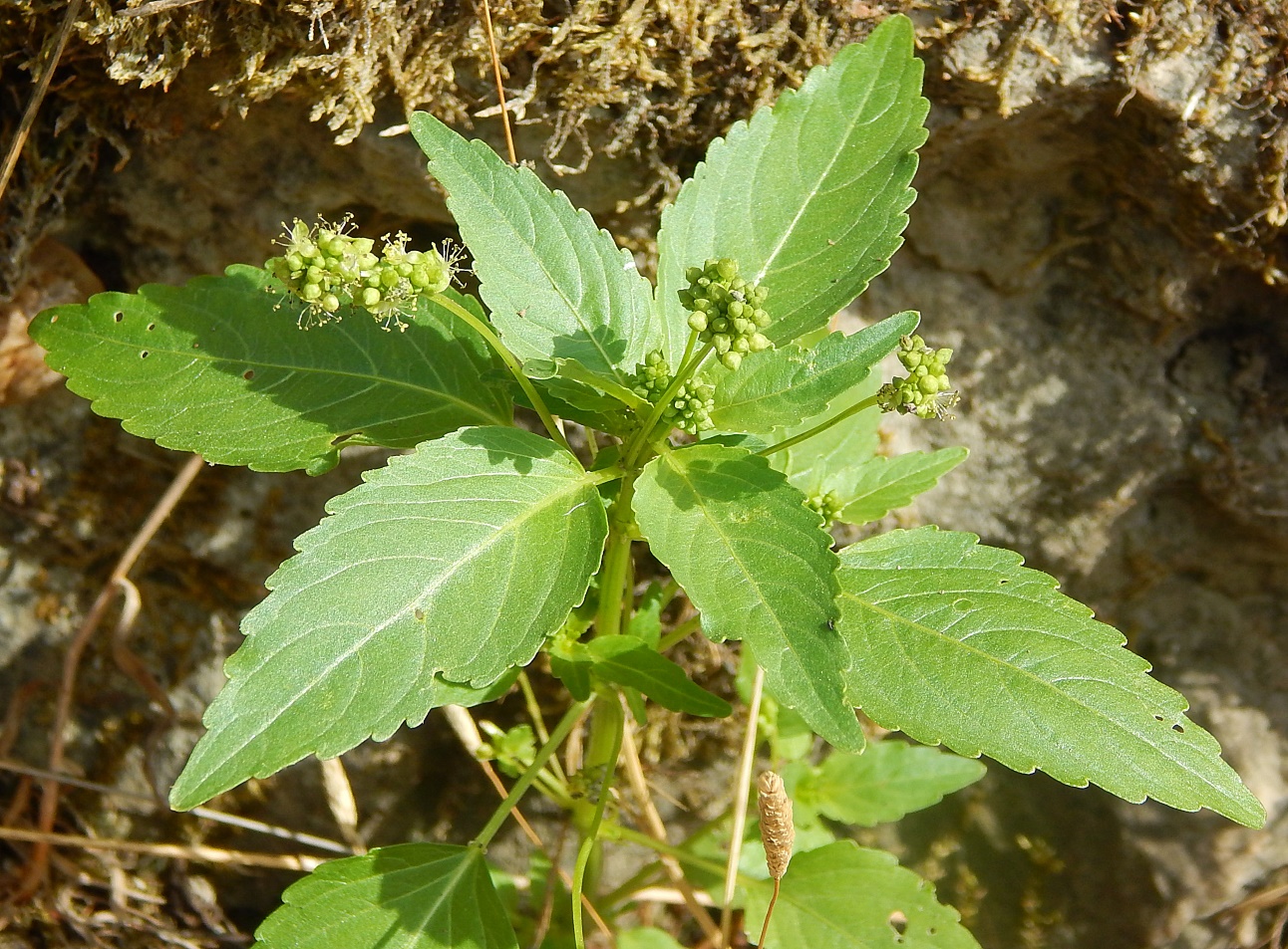 Изображение особи Mercurialis annua.