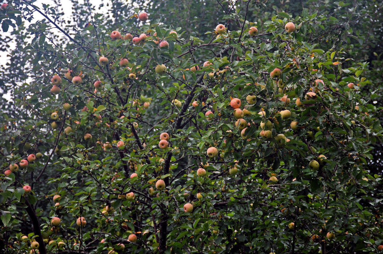 Изображение особи Malus domestica.