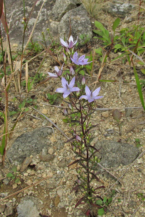 Image of Ophelia pseudochinensis specimen.