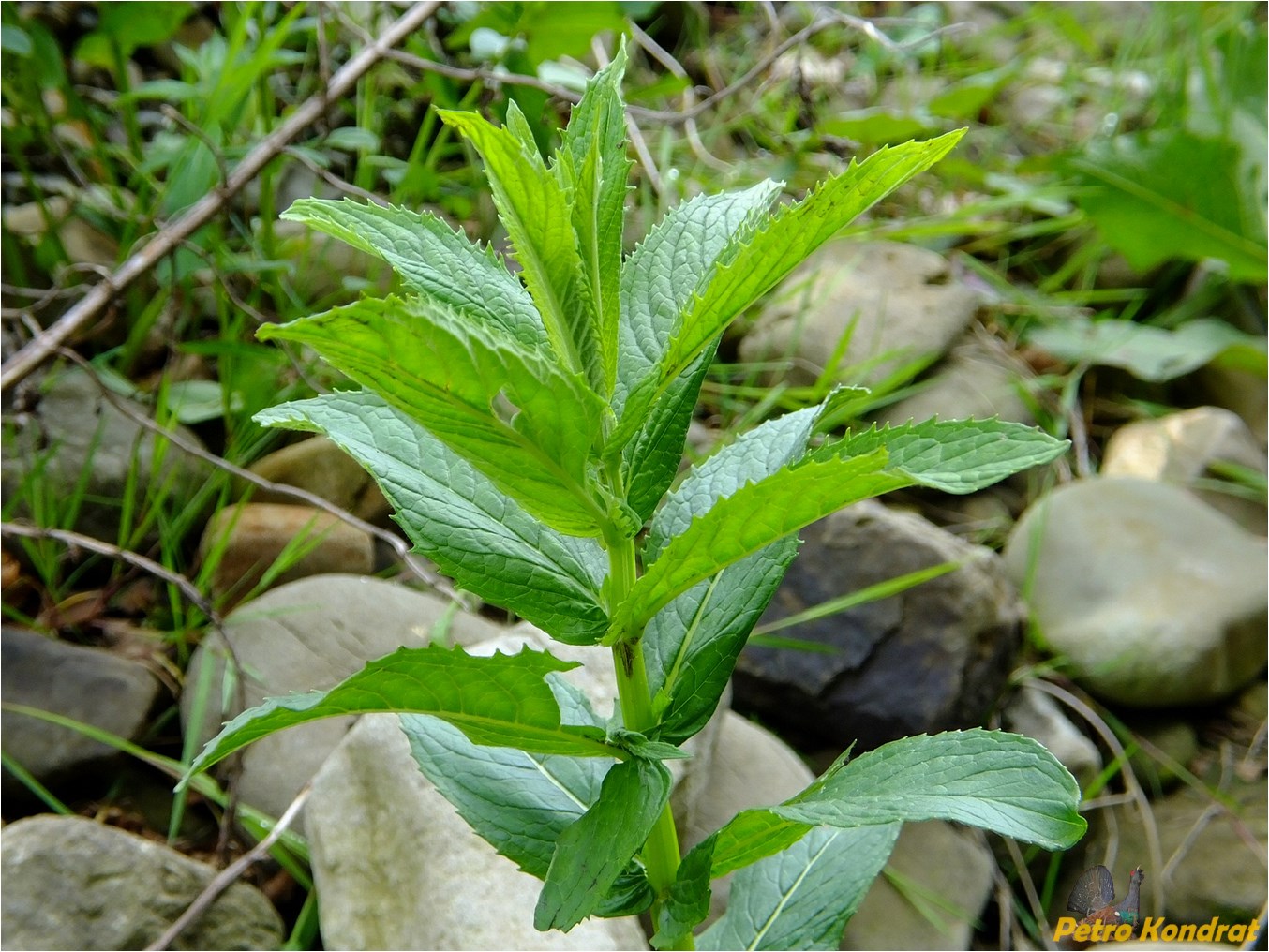 Изображение особи род Mentha.