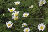 Leucanthemum vulgare