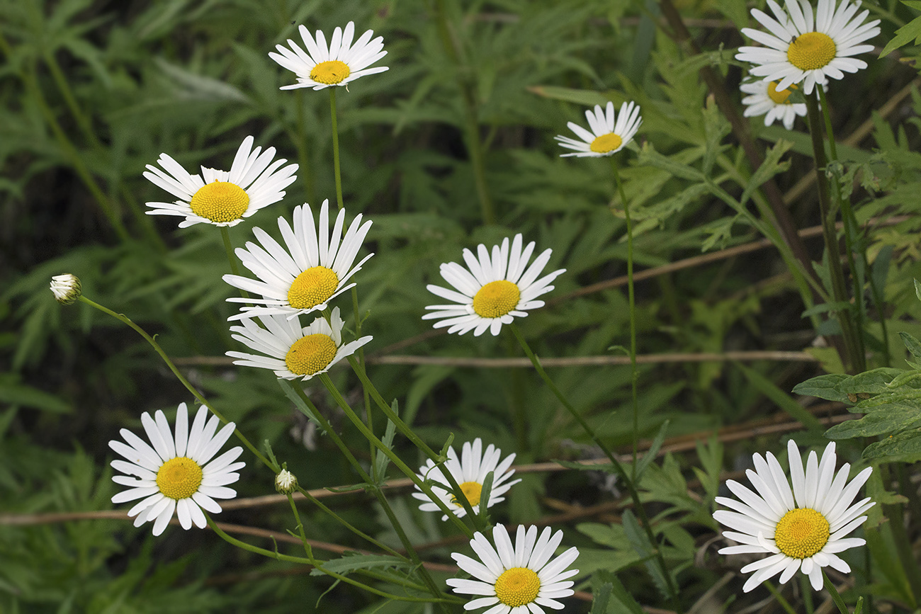 Изображение особи Leucanthemum vulgare.