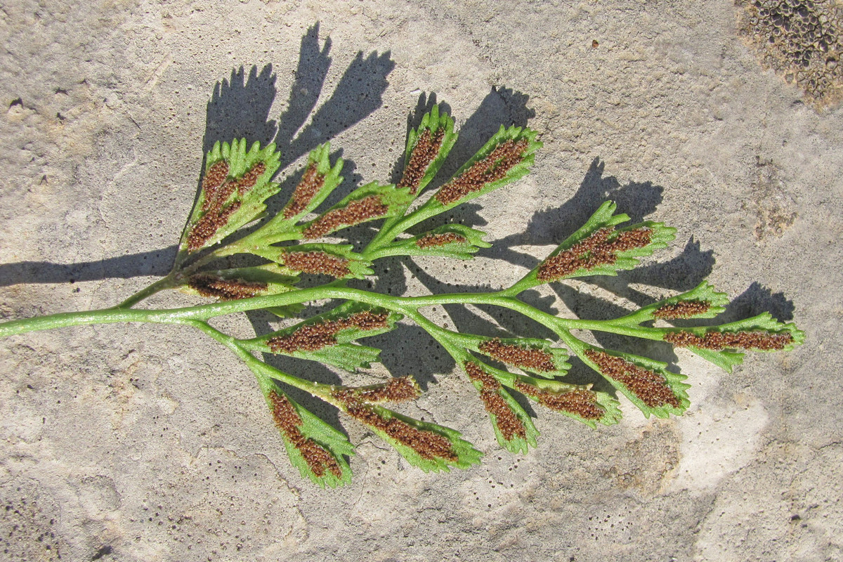 Изображение особи Asplenium ruta-muraria.