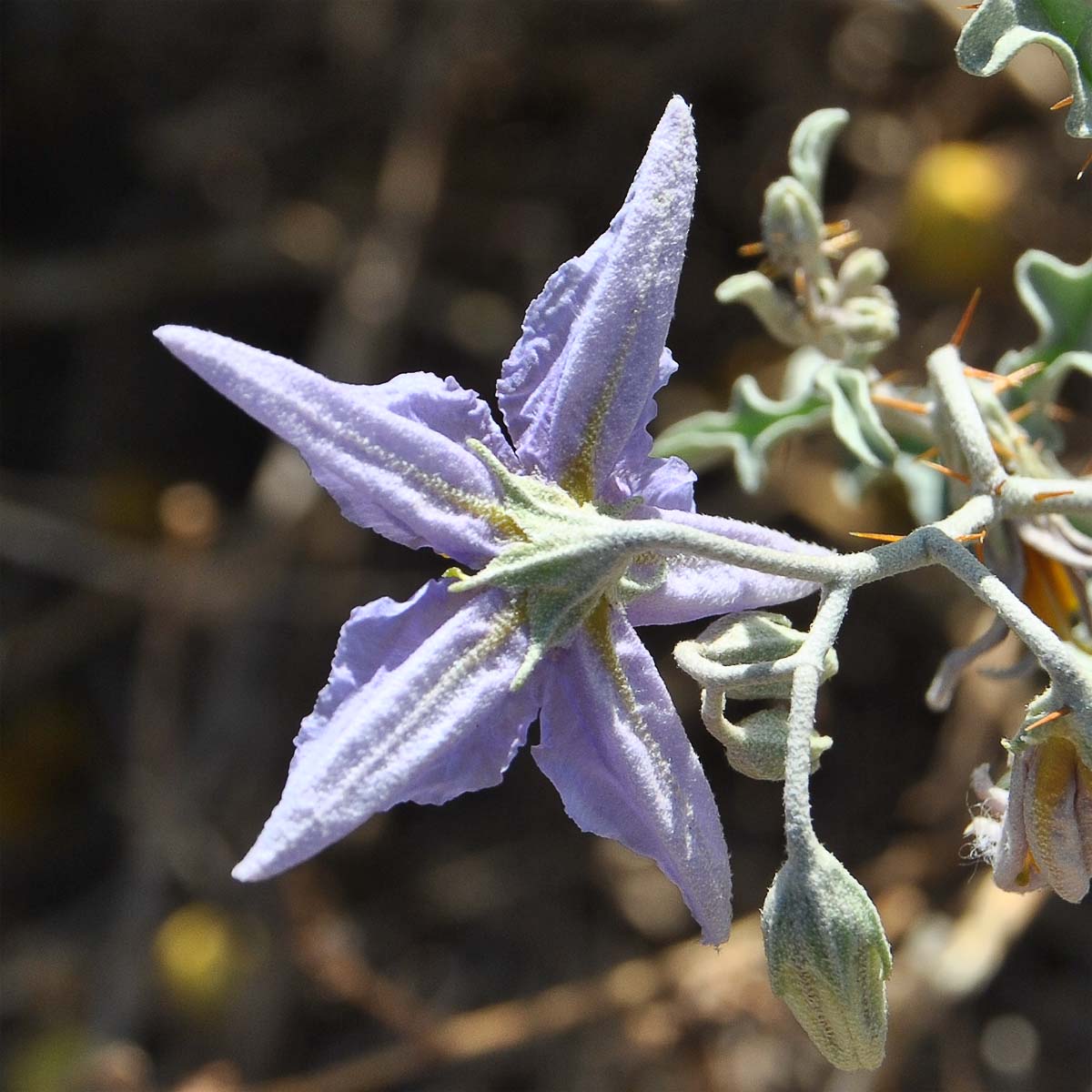 Изображение особи Solanum elaeagnifolium.