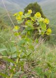 Euphorbia condylocarpa. Верхушка цветущего растения. Краснодарский край, м/о г. Геленджик, хр. Коцехур, гора Шахан, каменистый склон горы. 02.05.2015.