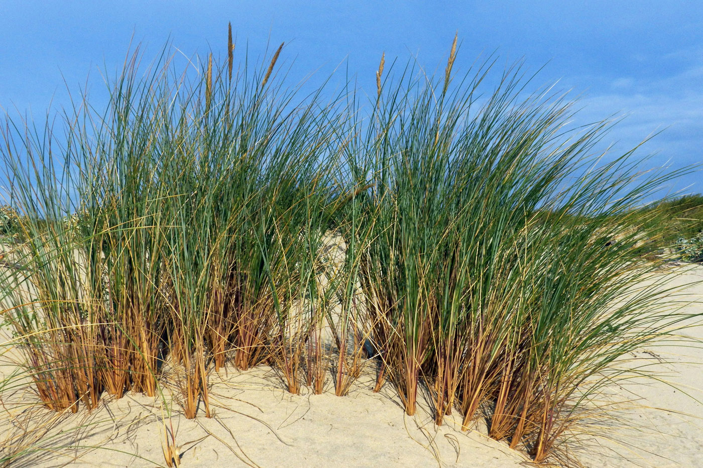 Image of Ammophila arenaria specimen.