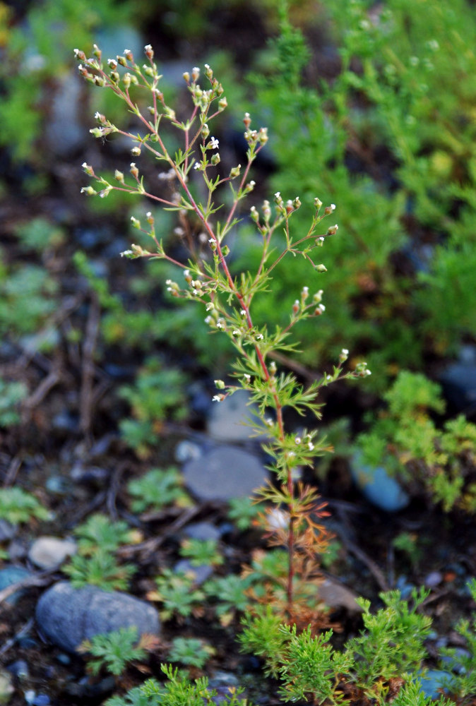 Image of Chamaerhodos erecta specimen.