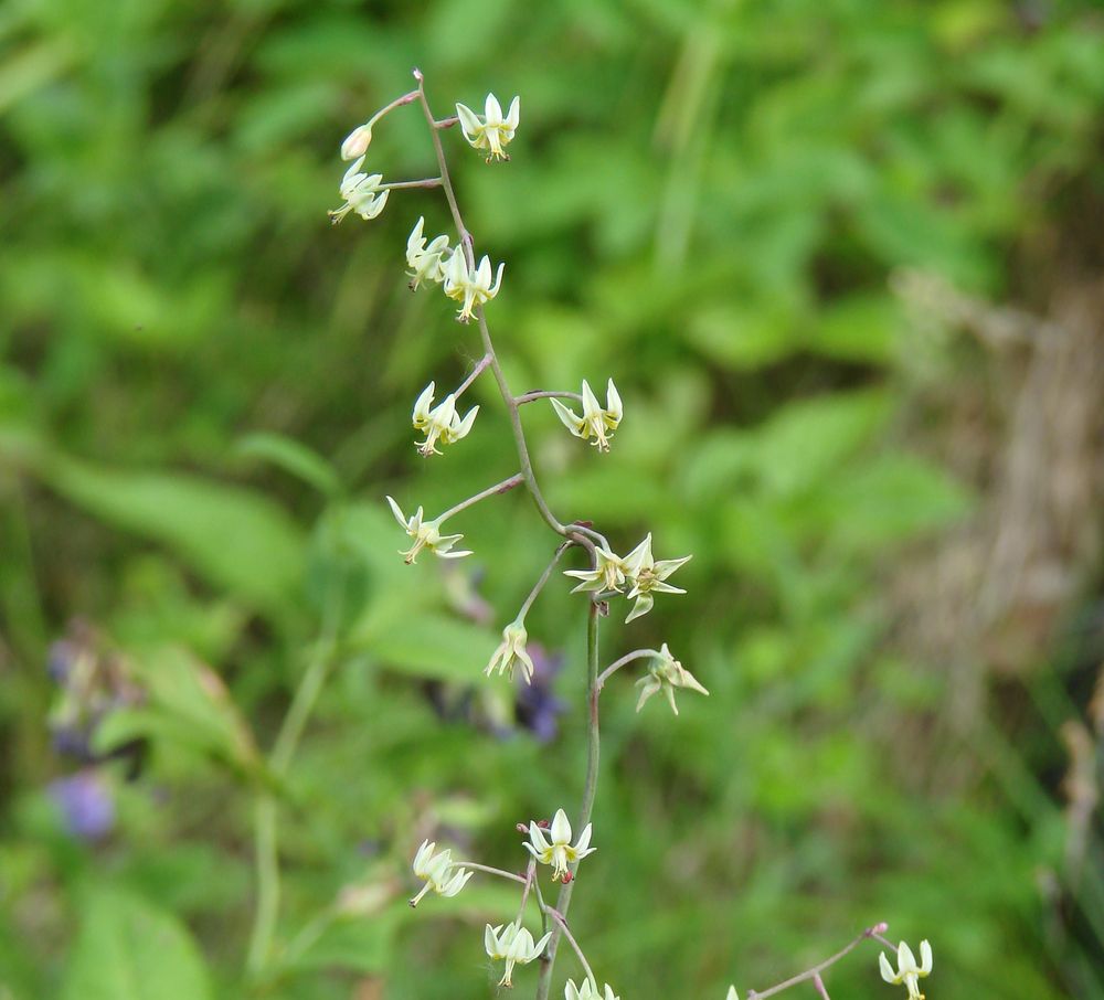 Изображение особи Zigadenus sibiricus.