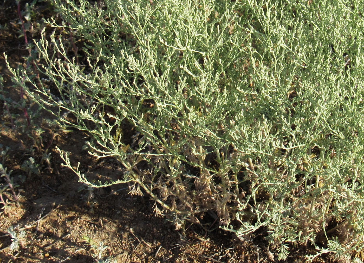 Image of genus Artemisia specimen.