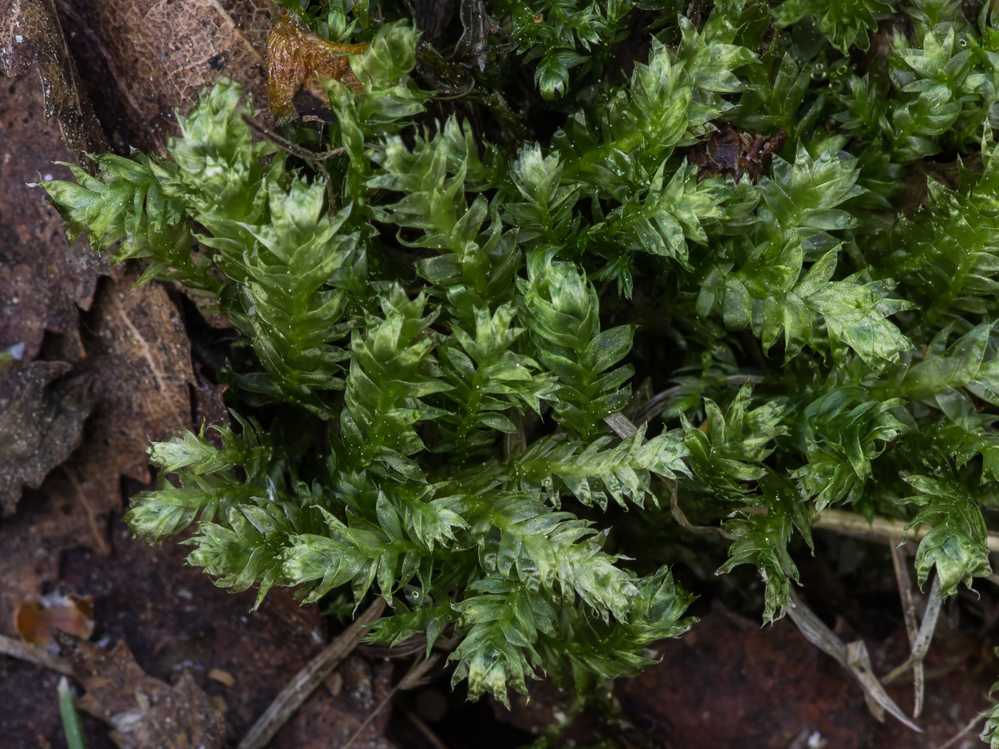 Изображение особи Plagiothecium denticulatum.