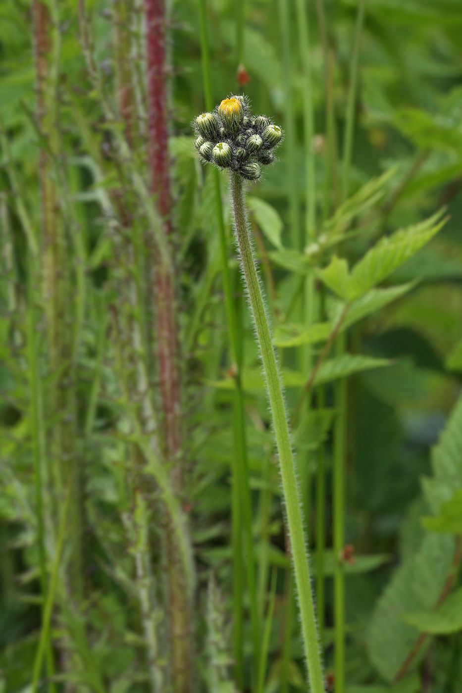 Изображение особи Pilosella caespitosa.