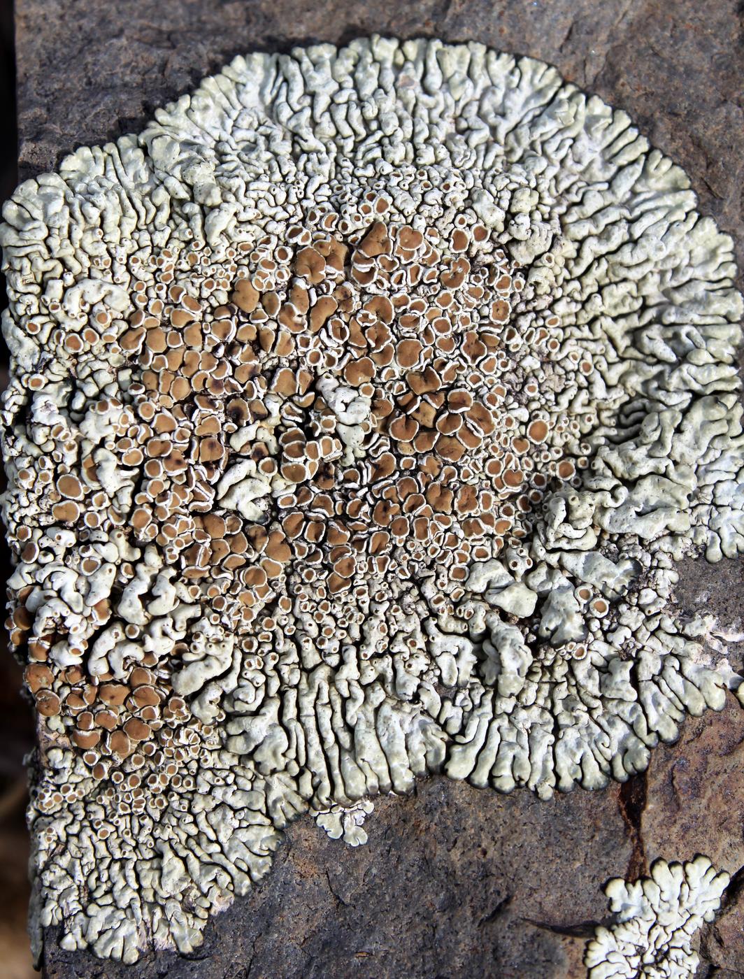 Изображение особи Lecanora garovaglii.