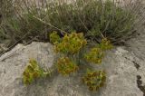 Euphorbia myrsinites. Цветущее растение. Крым, Бахчисарайский р-н, склон горы Сююрю-Кая. Начало мая 2010 г.