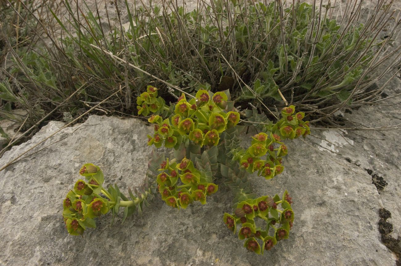 Изображение особи Euphorbia myrsinites.