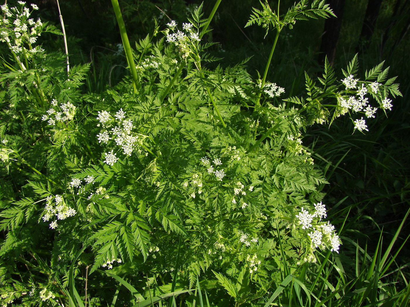 Изображение особи Anthriscus sylvestris.