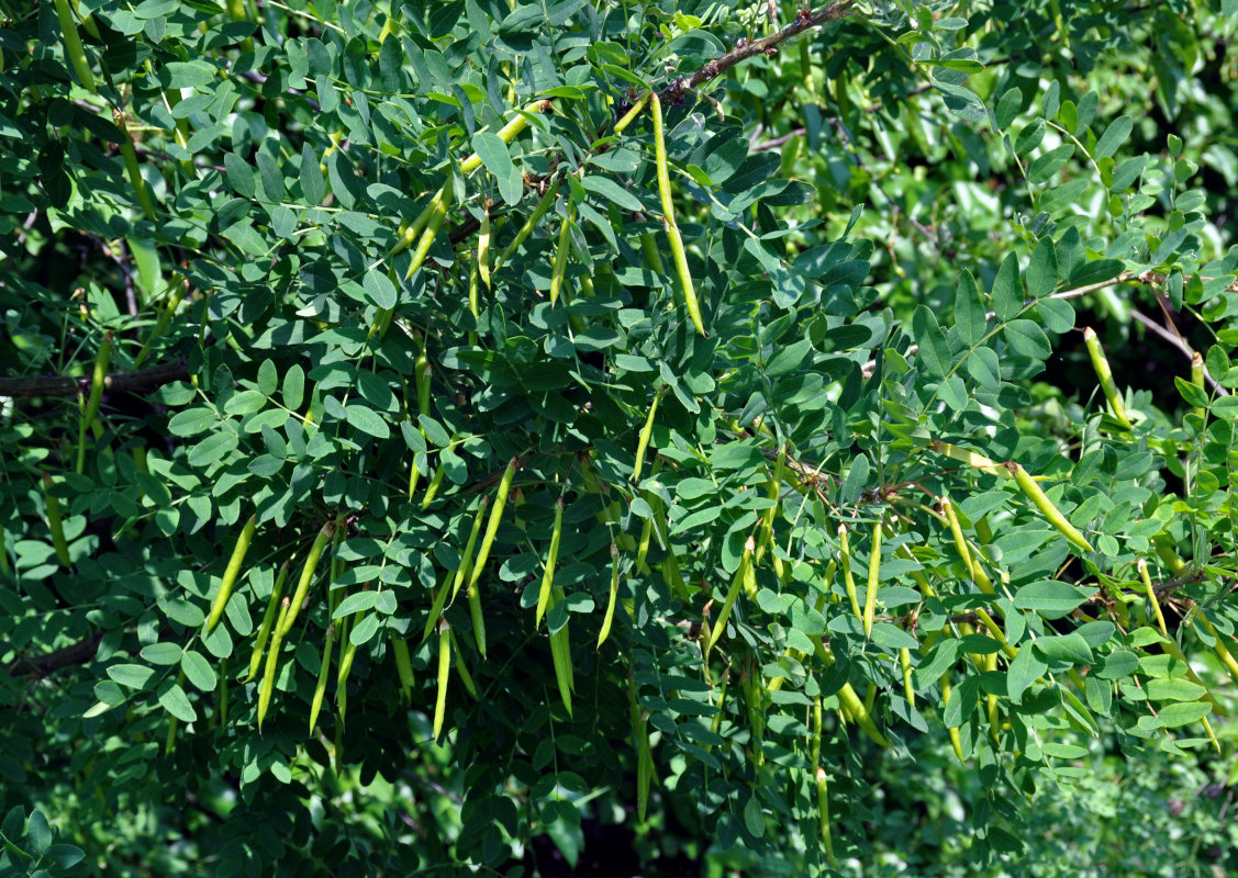 Image of Caragana arborescens specimen.