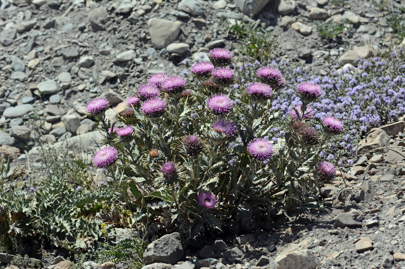 Image of Cousinia speciosa specimen.