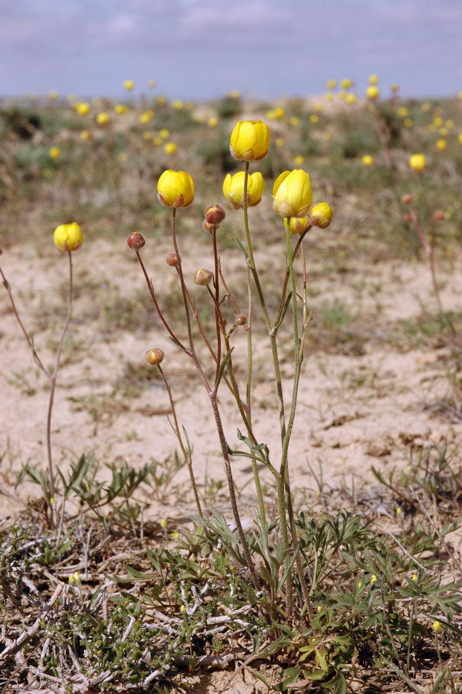 Изображение особи Ranunculus platyspermus.