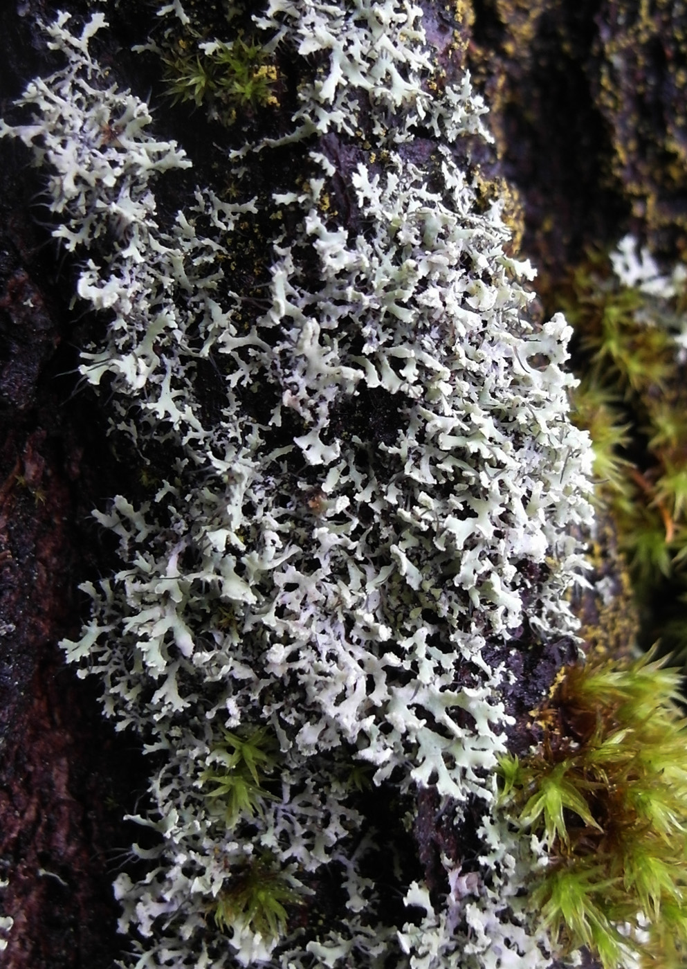 Изображение особи Physcia tenella.