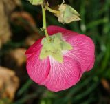 Alcea rosea