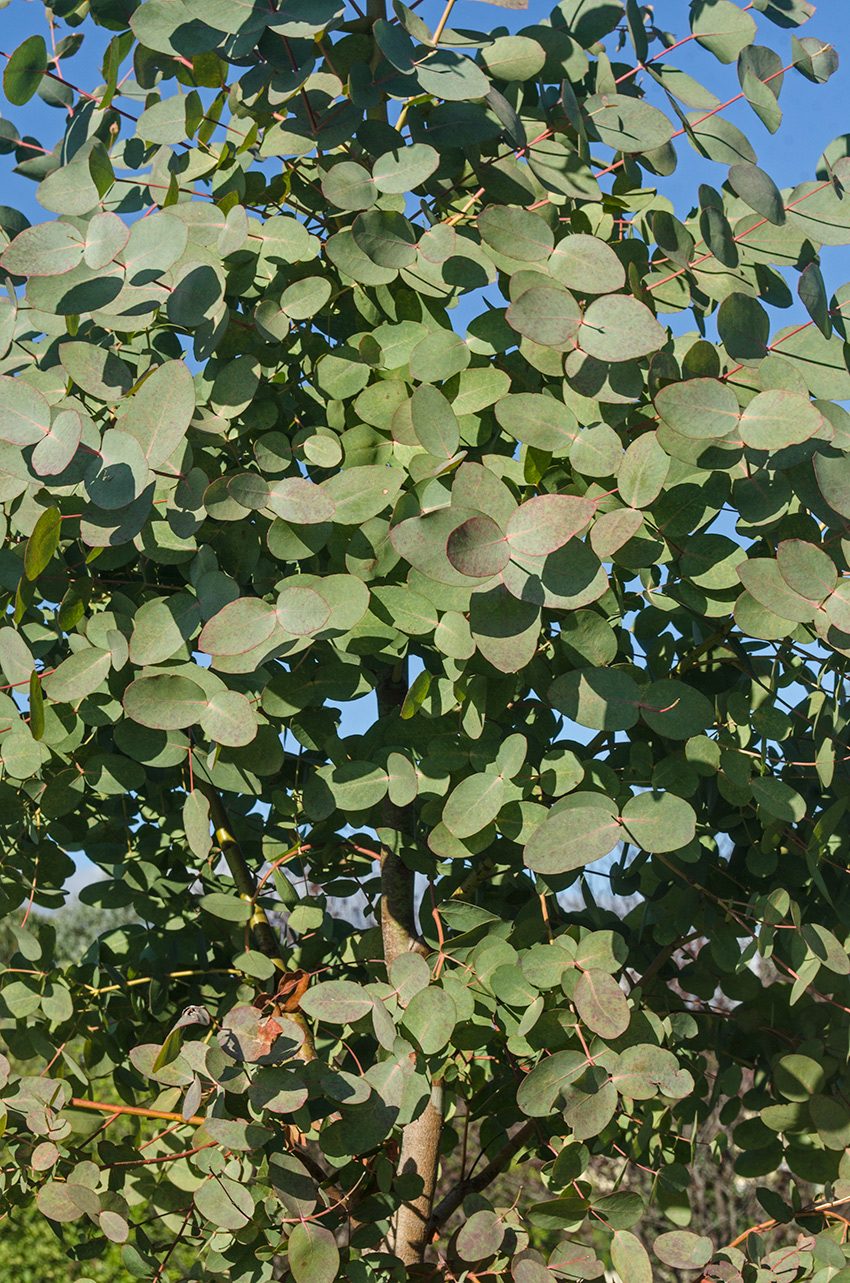 Image of Eucalyptus caesia specimen.