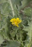 Sonchus asper