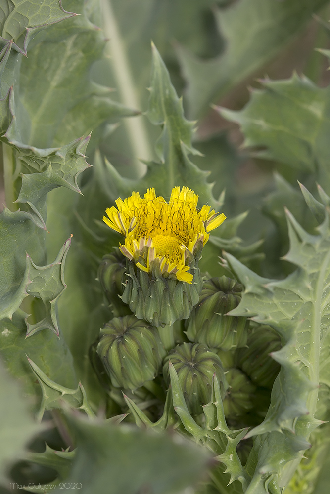 Image of Sonchus asper specimen.