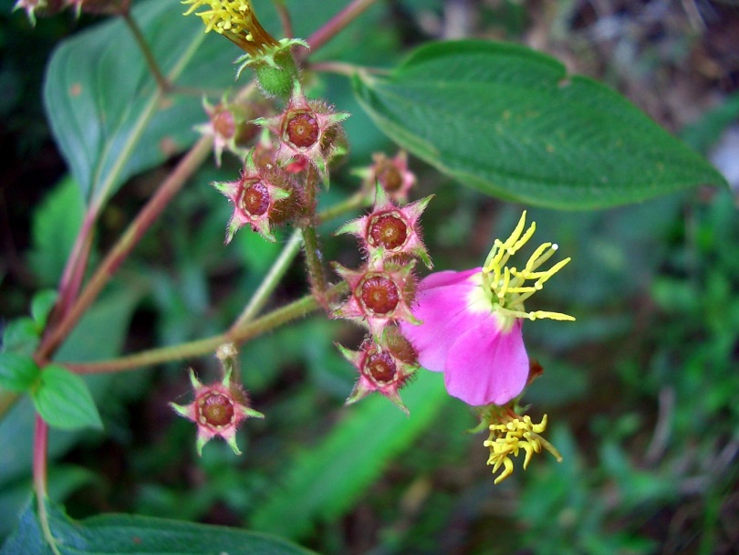 Изображение особи Tibouchina incarum.