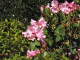 Rhododendron oreodoxa разновидность fargesii. Верхушки побегов с соцветиями. Великобритания, Шотландия, Эдинбург, Royal Botanic Garden Edinburgh, в культуре. 4 апреля 2008 г.