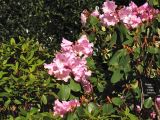 Rhododendron разновидность fargesii