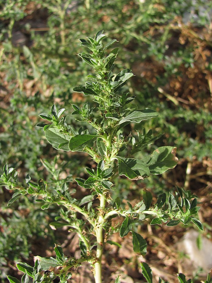 Image of Amaranthus albus specimen.