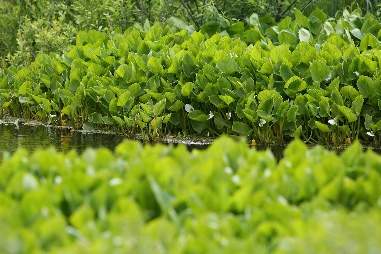 Image of Calla palustris specimen.