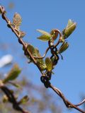 Actinidia kolomikta. Части ветвей с молодыми побегами. Ленинградская обл., пос. Дубки, в культуре. 24.05.2020.