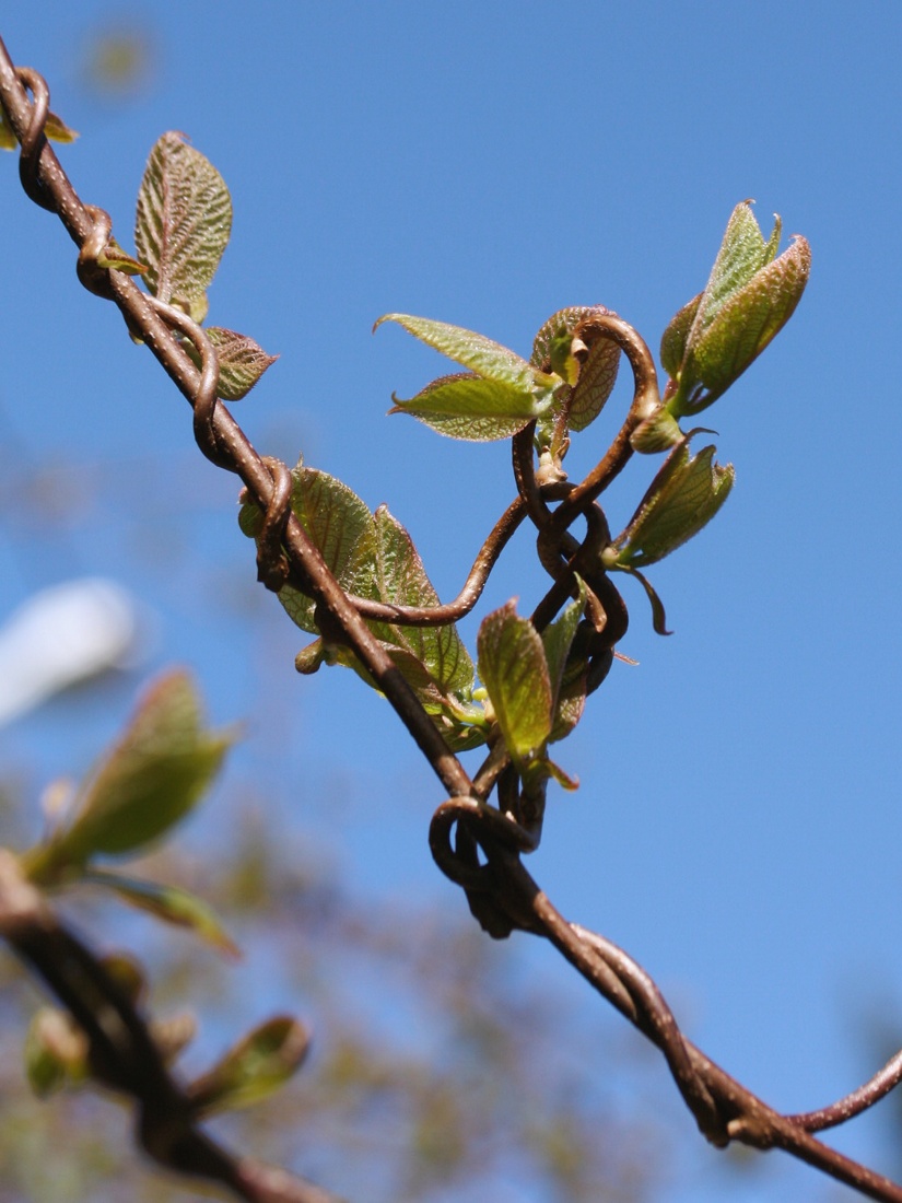Image of Actinidia kolomikta specimen.