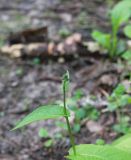 Crepis paludosa