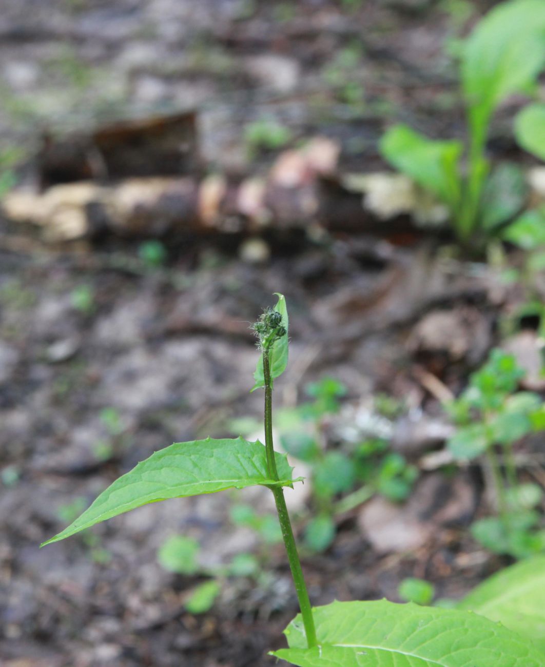 Image of Crepis paludosa specimen.