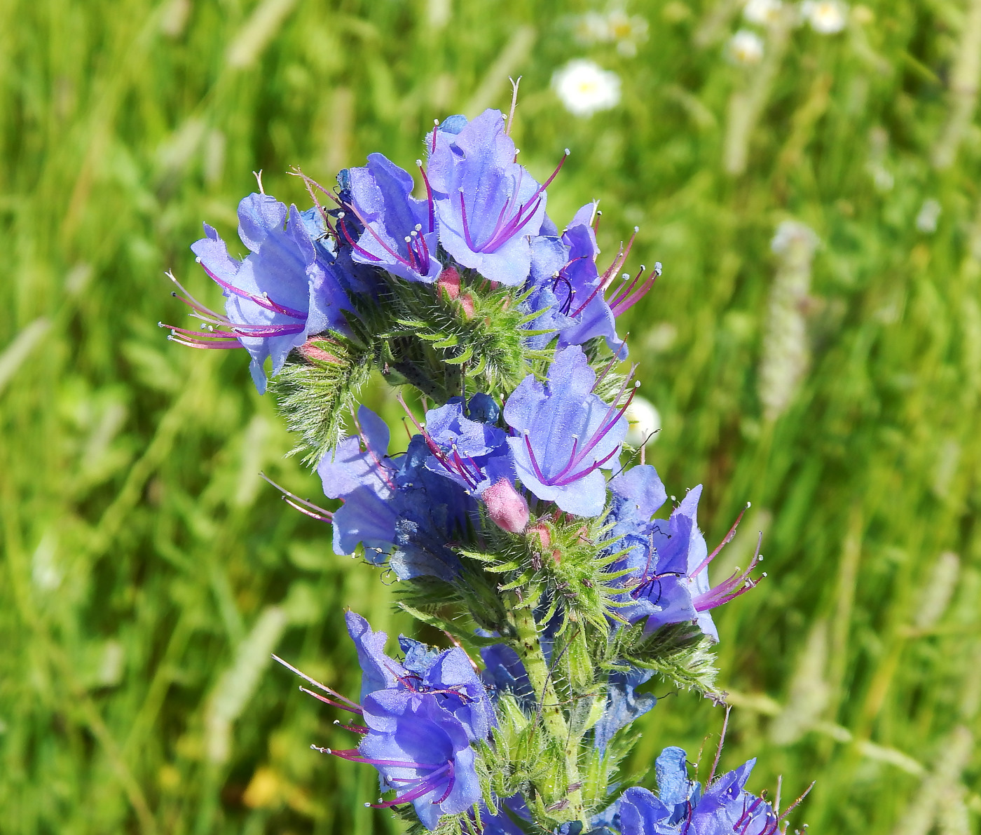 Изображение особи Echium vulgare.