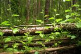 Betula pubescens