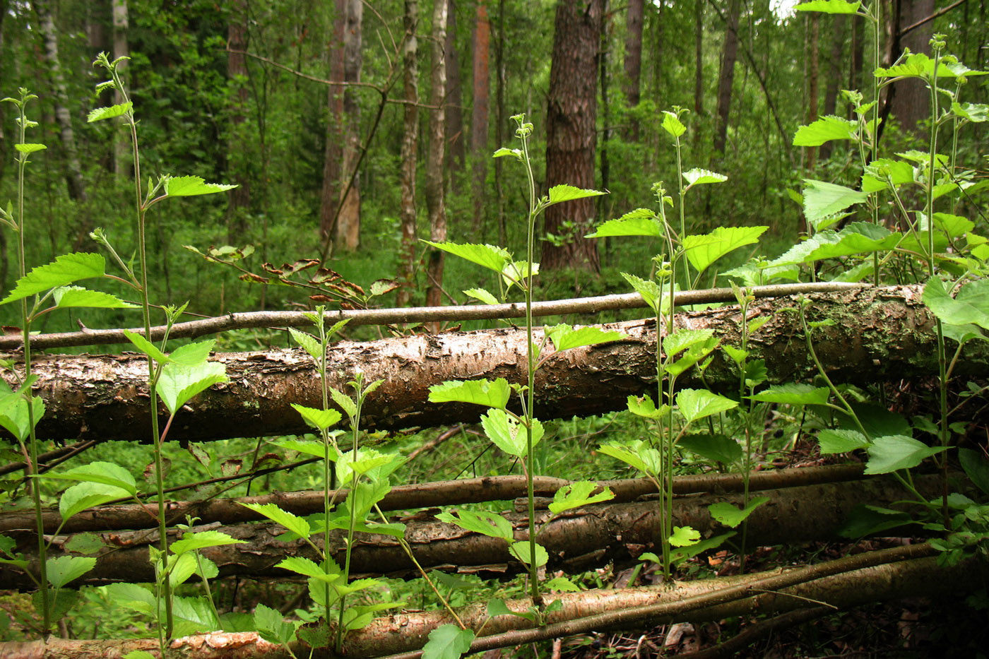 Image of Betula pubescens specimen.