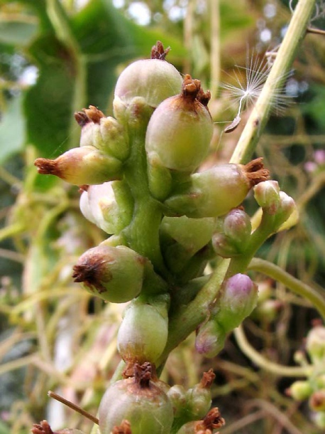 Image of Cuscuta monogyna specimen.