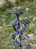 Eryngium bourgatii